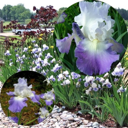 Iris germanica 'Clarence' - Aediiris 'Clarence'